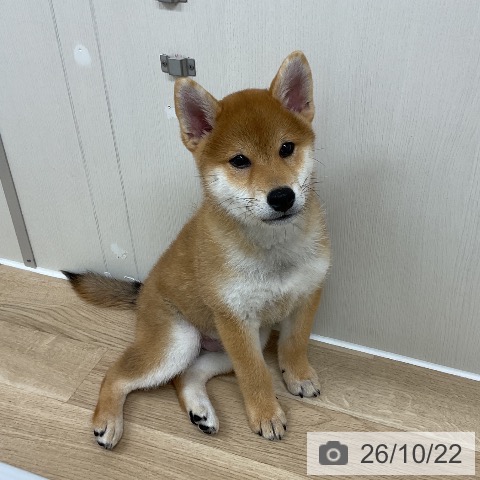 神奈川県の柴犬(標準サイズ) (ペットプラス アミーゴ藤沢店/2026年7月22日生まれ/男の子/赤)の子犬の3枚目の画像