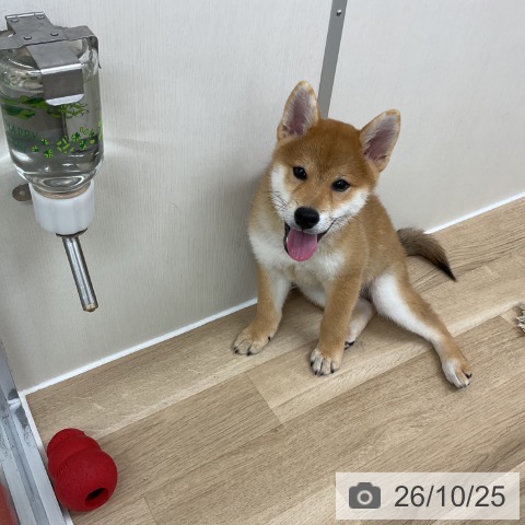 神奈川県の柴犬(標準サイズ) (ペットプラス アミーゴ藤沢店/2026年7月22日生まれ/男の子/赤)の子犬の3枚目の画像