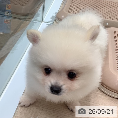 ポメラニアンの写真