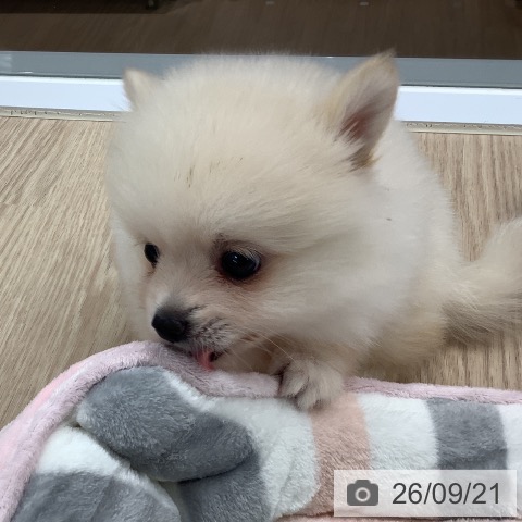 ポメラニアンの写真