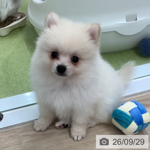 埼玉県のポメラニアン (ペットプラス 川口店/2026年7月22日生まれ/男の子/クリーム)の子犬の3枚目の画像