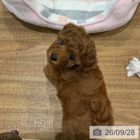 埼玉県のトイプードル(トイ) (ペッツワン 新座店/2026年7月21日生まれ/女の子/レッド)の子犬の4枚目の画像
