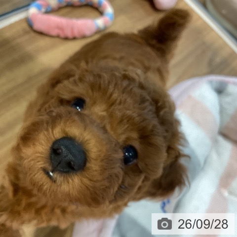 埼玉県のトイプードル(トイ) (ペッツワン 新座店/2026年7月21日生まれ/女の子/レッド)の子犬の3枚目の画像