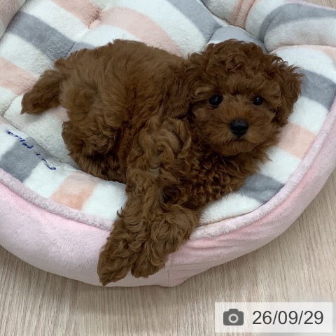 埼玉県のトイプードル(トイ) (ペットプラス 川口店/2026年7月21日生まれ/女の子/レッド)の子犬の3枚目の画像