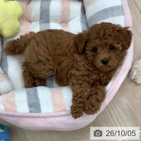 埼玉県のトイプードル(トイ) (ペットプラス 川口店/2026年7月21日生まれ/女の子/レッド)の子犬の3枚目の画像