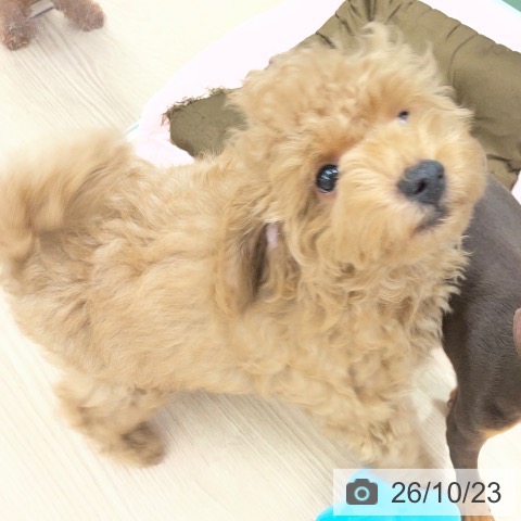 埼玉県のトイプードル(トイ) (ペットプラス 上尾店/2026年7月19日生まれ/男の子/アプリコット)の子犬の3枚目の画像