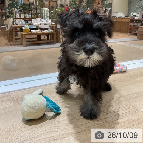 神奈川県のミニチュアシュナウザー (ペットプラス 海老名店/2026年7月19日生まれ/男の子/ブラックシルバー)の子犬の3枚目の画像