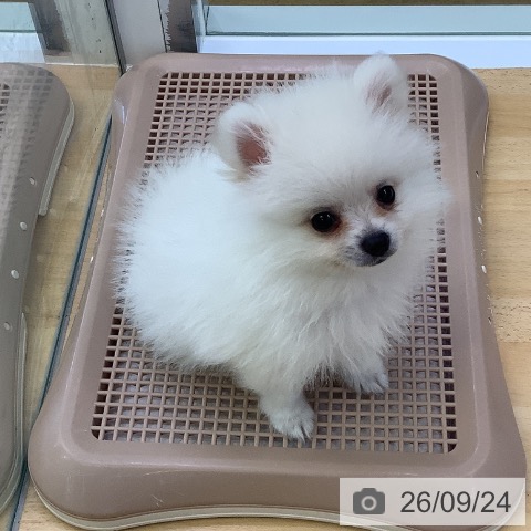 埼玉県のポメラニアン (ペットプラス 羽生店/2026年7月22日生まれ/男の子/ホワイトクリーム)の子犬の4枚目の画像