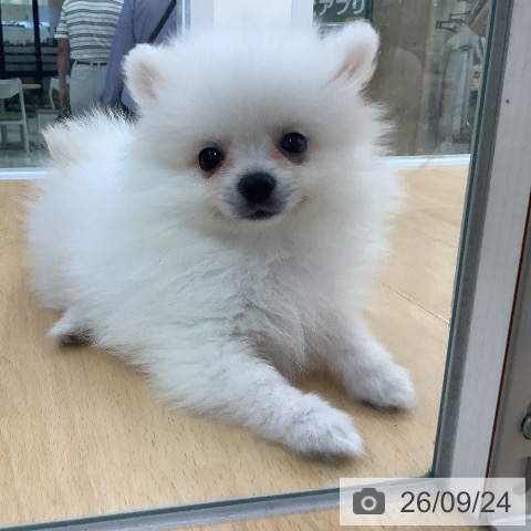 埼玉県のポメラニアン (ペットプラス 羽生店/2026年7月22日生まれ/男の子/ホワイトクリーム)の子犬の3枚目の画像