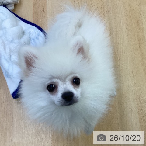 埼玉県のポメラニアン (ペットプラス 羽生店/2026年7月22日生まれ/男の子/ホワイトクリーム)の子犬の4枚目の画像