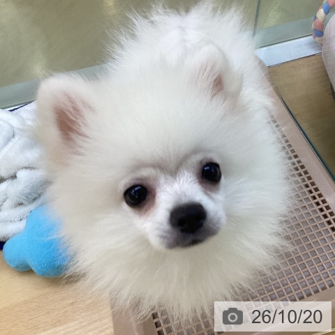 埼玉県のポメラニアン (ペットプラス 羽生店/2026年7月22日生まれ/男の子/ホワイトクリーム)の子犬の3枚目の画像
