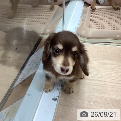 埼玉県のミニチュアダックスフンド(ロング) (ペットプラス 川口店/2026年7月22日生まれ/男の子/チョコレートイエロー)の子犬の4枚目の画像