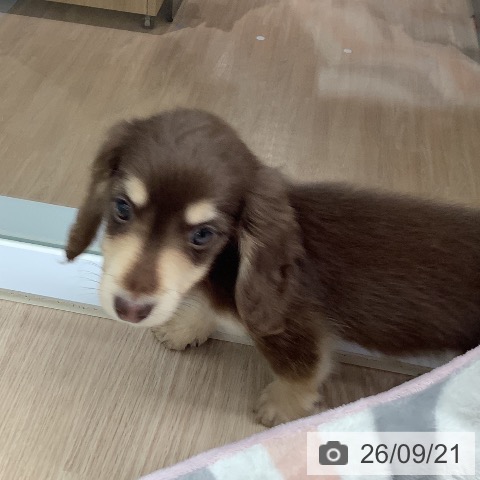 埼玉県のミニチュアダックスフンド(ロング) (ペットプラス 川口店/2026年7月22日生まれ/男の子/チョコレートイエロー)の子犬の3枚目の画像
