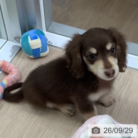 埼玉県のミニチュアダックスフンド(ロング) (ペットプラス 川口店/2026年7月22日生まれ/男の子/チョコレートイエロー)の子犬の3枚目の画像