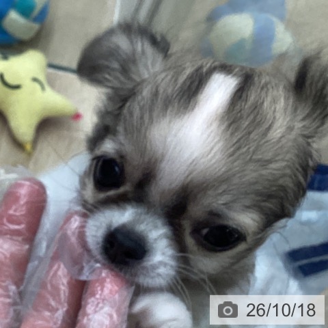 千葉県のチワワ(ロング) (ペットプラス 船橋店/2026年7月22日生まれ/男の子/フォーンホワイト)の子犬の4枚目の画像