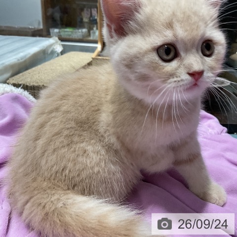 スコティッシュフォールドの写真