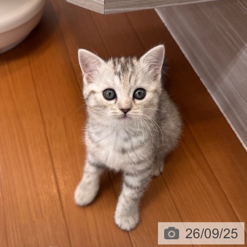 東京都のスコティッシュフォールド (ペットプラス 板橋店/2026年7月22日生まれ/女の子/シルバーパッチドタビー)の子猫の4枚目の画像