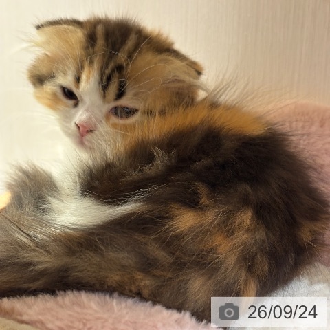 千葉県のスコティッシュフォールド (ペットプラス 幕張新都心店/2026年7月22日生まれ/女の子/キャリコ)の子猫の3枚目の画像