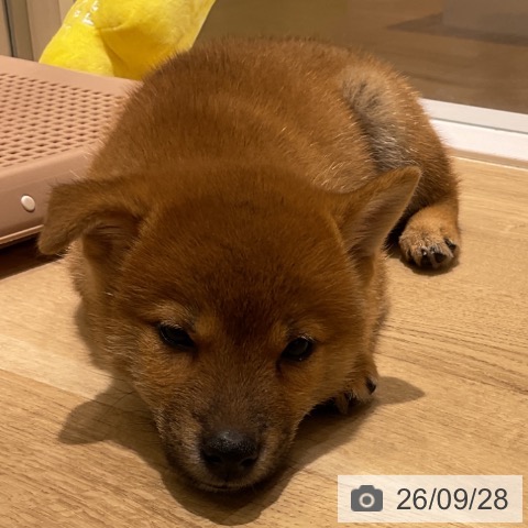 神奈川県の柴犬(標準サイズ) (ペットプラス モザイクモール港北店/2026年7月22日生まれ/男の子/赤)の子犬の4枚目の画像