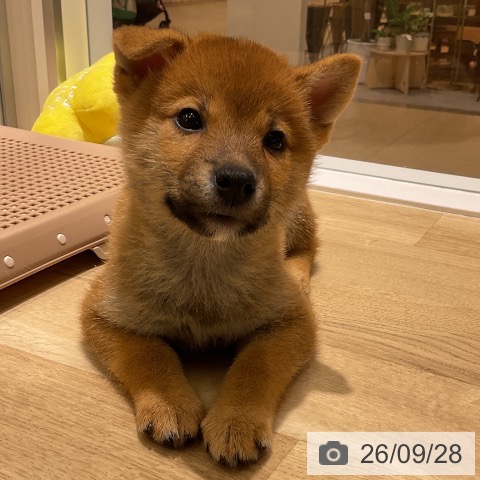 神奈川県の柴犬(標準サイズ) (ペットプラス モザイクモール港北店/2026年7月22日生まれ/男の子/赤)の子犬の3枚目の画像