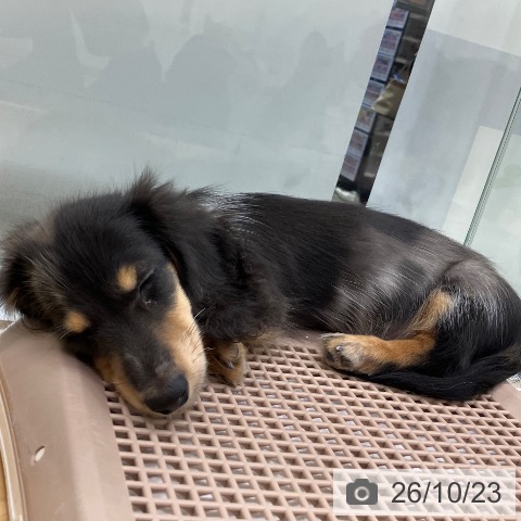 長野県のカニンヘンダックスフンド(ロング) (ペットプラス 松本店/2026年7月22日生まれ/男の子/シルバーダップル)の子犬の3枚目の画像