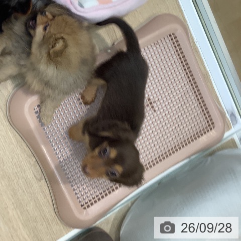 埼玉県のカニンヘンダックスフンド(ロング) (ペットプラス ららぽーと新三郷店/2026年7月22日生まれ/女の子/チョコレートタン)の子犬の4枚目の画像
