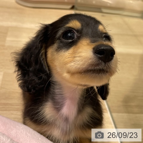 カニーンヘン・ダックスフンドの写真