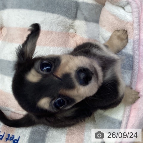 千葉県のカニンヘンダックスフンド(ロング) (ペットプラス 幕張新都心店/2026年7月22日生まれ/女の子/ブラックイエロー)の子犬の3枚目の画像