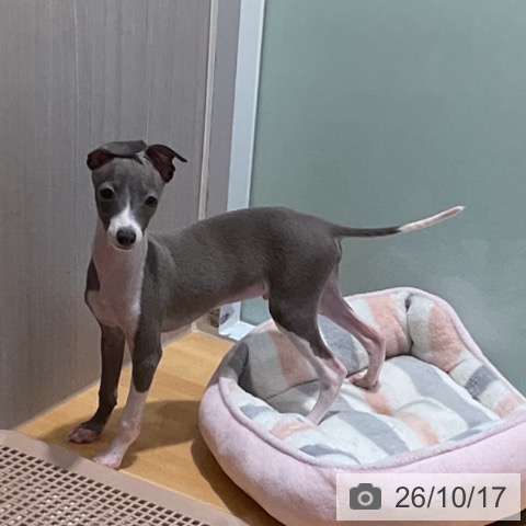 埼玉県のイタリアングレーハウンド (ペットプラス 与野店/2026年7月15日生まれ/男の子/ブルーホワイトマーキングス)の子犬の4枚目の画像