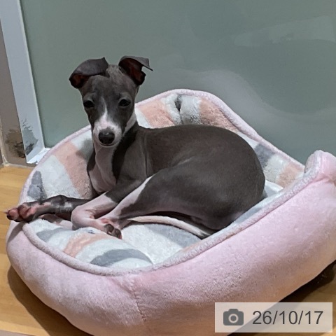 埼玉県のイタリアングレーハウンド (ペットプラス 与野店/2026年7月15日生まれ/男の子/ブルーホワイトマーキングス)の子犬の3枚目の画像