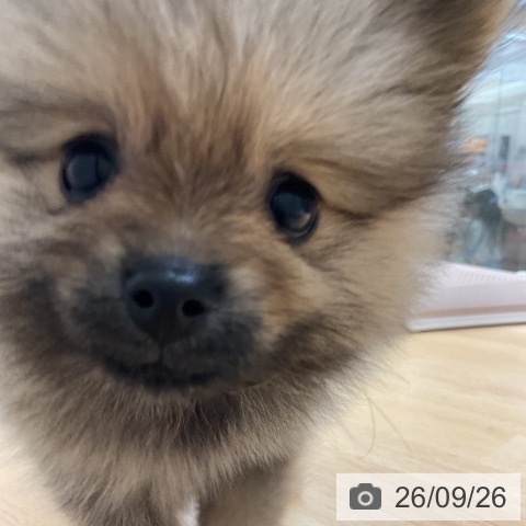 ポメラニアンの写真