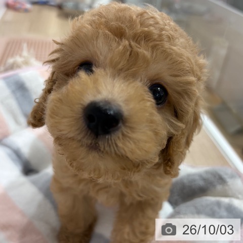 長野県のトイプードル(トイ) (ペットプラス 長野店/2026年7月21日生まれ/男の子/アプリコット)の子犬の3枚目の画像