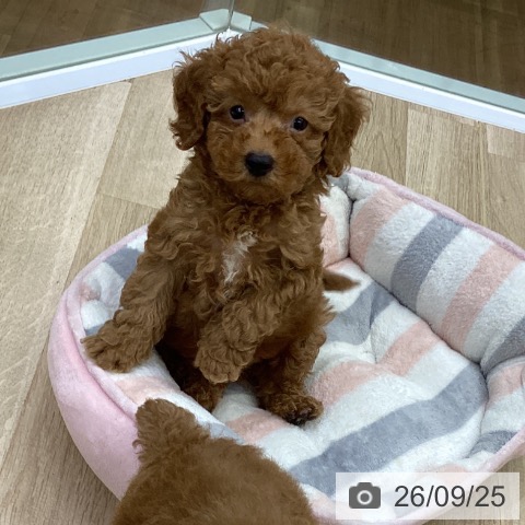 福島県のトイプードル(トイ) (ペットプラス 福島店/2026年7月21日生まれ/男の子/レッド)の子犬の4枚目の画像
