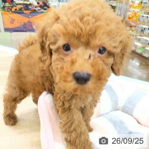福島県のトイプードル(トイ) (ペットプラス 福島店/2026年7月21日生まれ/男の子/レッド)の子犬の3枚目の画像