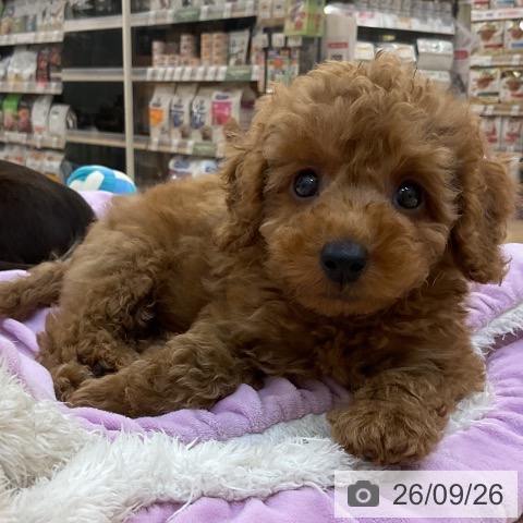 長野県のトイプードル(トイ) (ペットプラス 上田店/2026年7月22日生まれ/男の子/レッド)の子犬の4枚目の画像