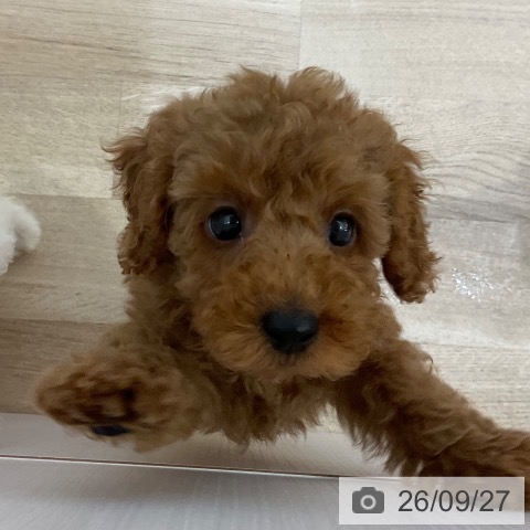 長野県のトイプードル(トイ) (ペットプラス 上田店/2026年7月22日生まれ/男の子/レッド)の子犬の3枚目の画像