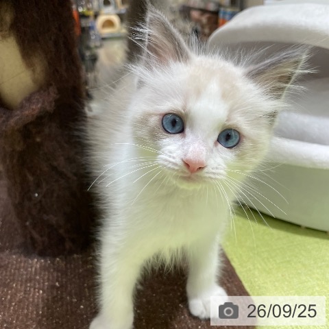 福岡県のラグドール (ペットプラス 福岡店/2026年7月22日生まれ/男の子/ブルーポイントバイカラー)の子猫の3枚目の画像