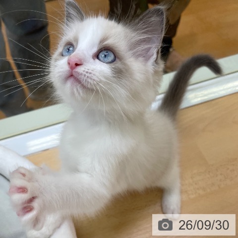 福岡県のラグドール (ペットプラス 黒崎店/2026年7月20日生まれ/男の子/ブルーポイントバイカラー)の子猫の4枚目の画像