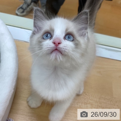 福岡県のラグドール (ペットプラス 黒崎店/2026年7月20日生まれ/男の子/ブルーポイントバイカラー)の子猫の3枚目の画像