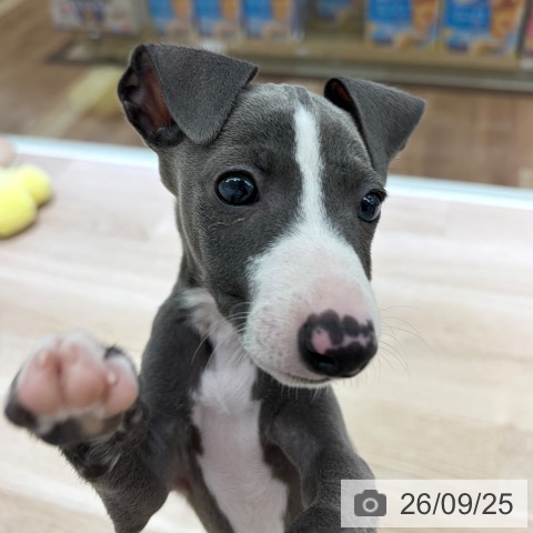 長野県のイタリアングレーハウンド (ペットプラス 長野店/2026年7月21日生まれ/男の子/ブルーホワイト)の子犬の3枚目の画像
