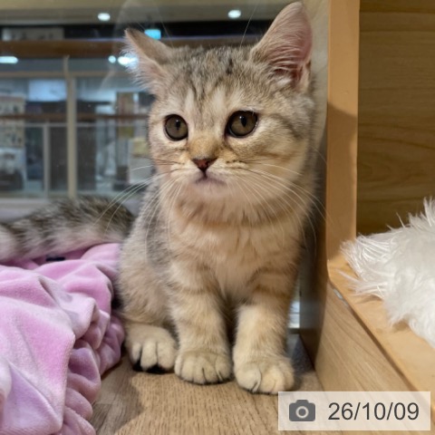 福岡県のスコティッシュフォールド (ペットプラス 小倉南店/2026年7月22日生まれ/女の子/シルバーパッチドタビー)の子猫の3枚目の画像