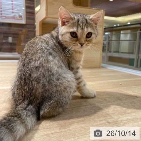 福岡県のスコティッシュフォールド (ペットプラス 小倉南店/2026年7月22日生まれ/女の子/シルバーパッチドタビー)の子猫の4枚目の画像