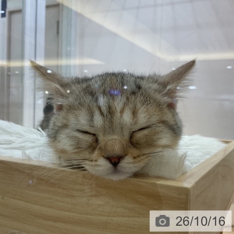 福岡県のスコティッシュフォールド (ペットプラス 小倉南店/2026年7月22日生まれ/女の子/シルバーパッチドタビー)の子猫の3枚目の画像