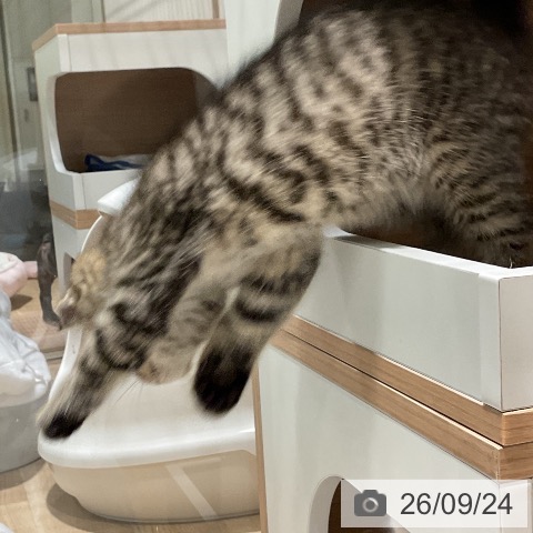 スコティッシュフォールドの写真