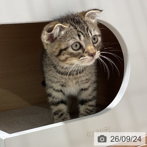 スコティッシュフォールドの写真