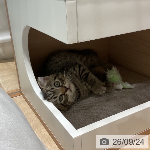 スコティッシュフォールドの写真