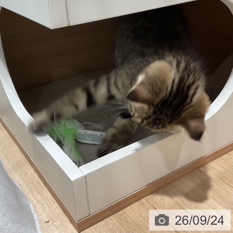 スコティッシュフォールドの写真