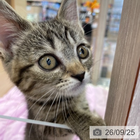 福岡県のスコティッシュフォールド (ペットプラス 福岡店/2026年7月21日生まれ/女の子/ブラウンタビー)の子猫の4枚目の画像