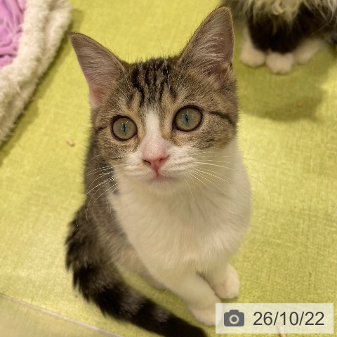 福岡県のスコティッシュフォールド (ペットプラス 福岡店/2026年7月19日生まれ/女の子/ブラウンタビーホワイト)の子猫の3枚目の画像