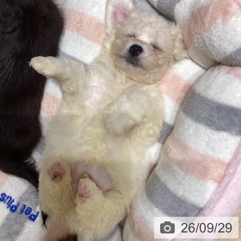長野県のビションフリーゼ (ペットプラス 須坂店/2026年7月23日生まれ/男の子/ホワイト)の子犬の4枚目の画像